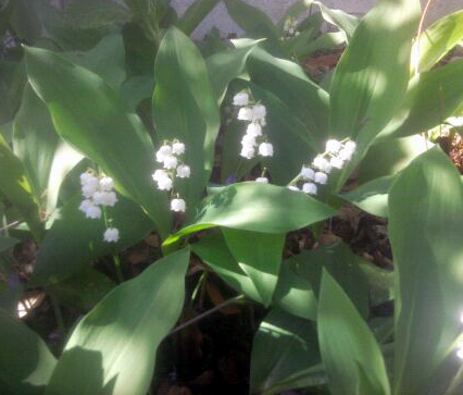 Image Muguet