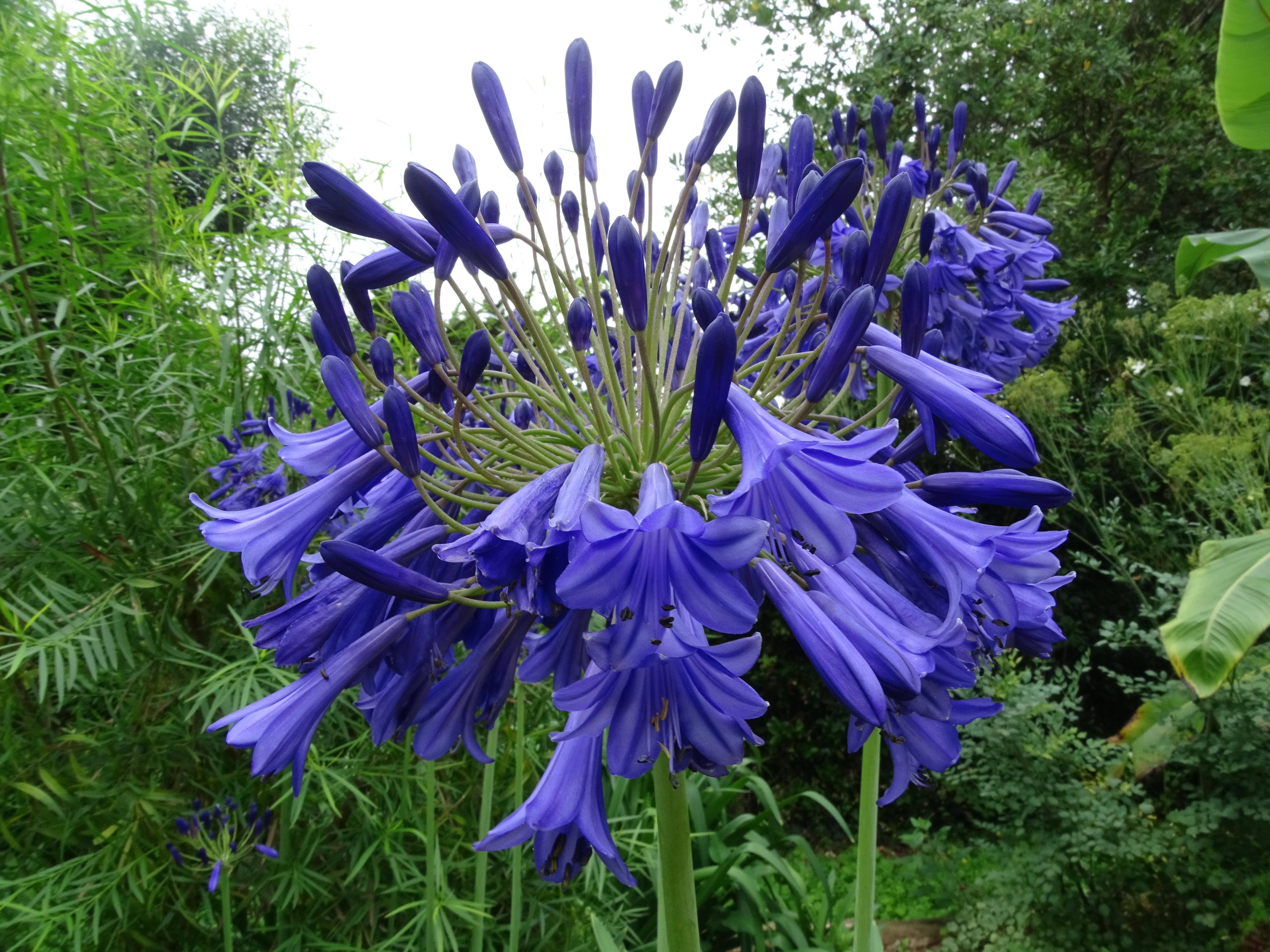 Présentation - Saint-Jean-de-Luz