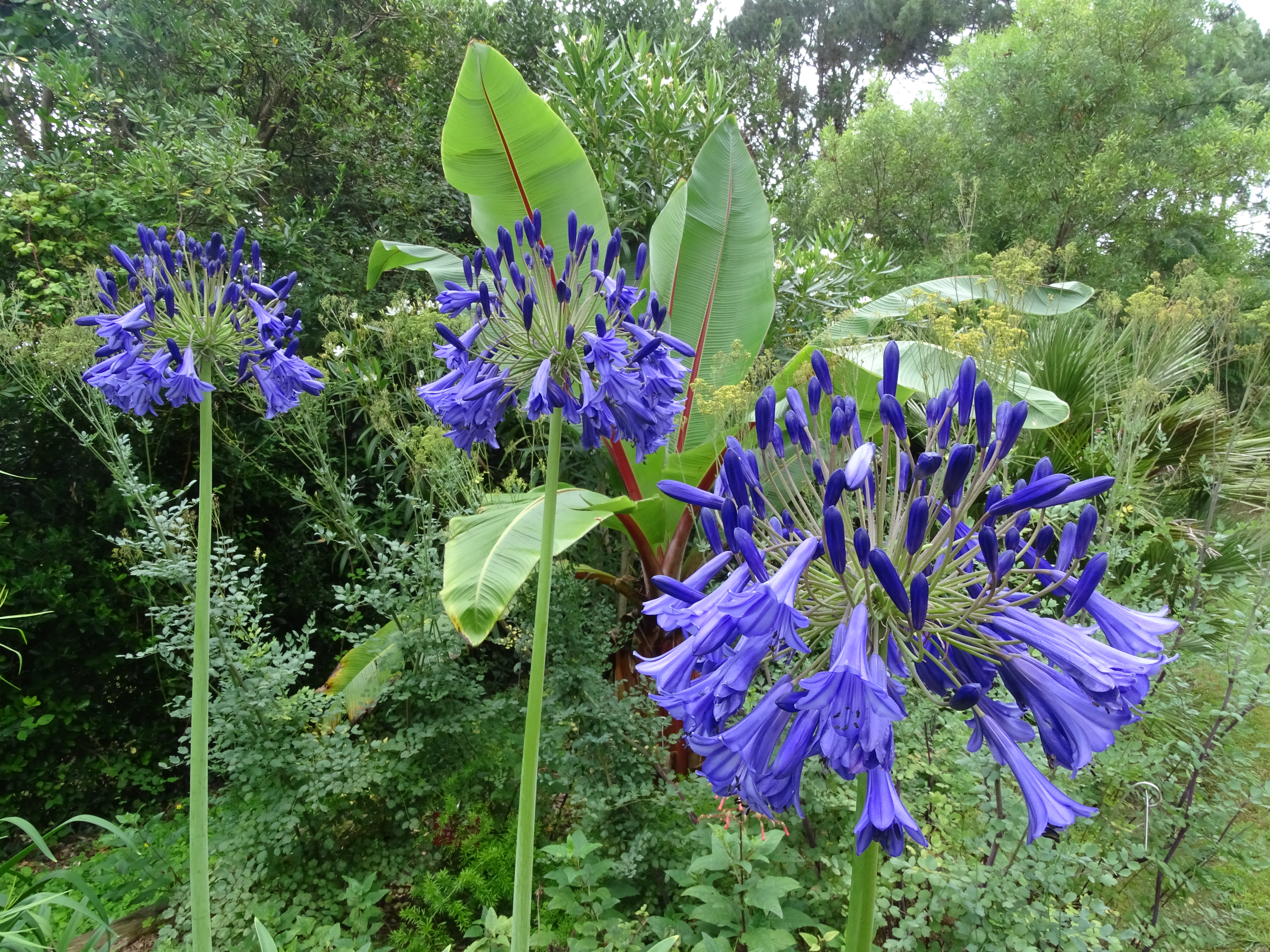 Histoire - Saint-Jean-de-Luz