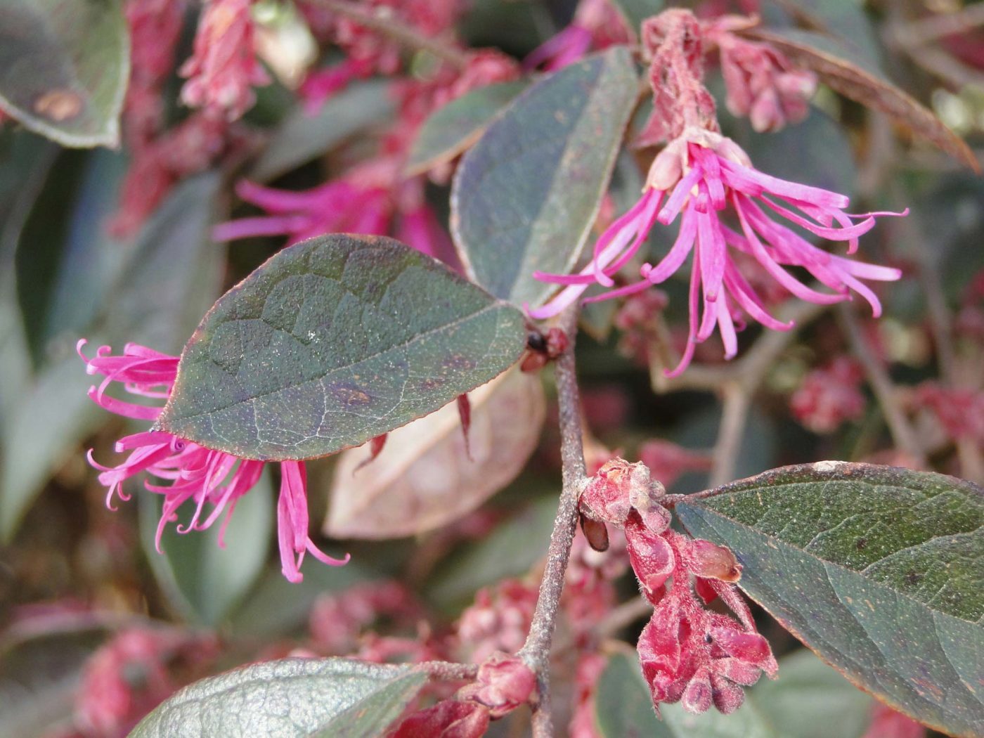 Loropetalum