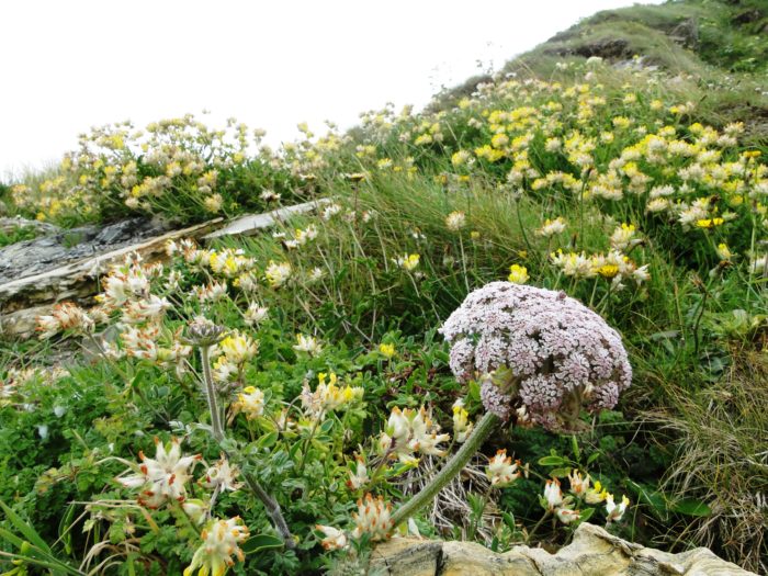 Pelouses Maritimes (1)