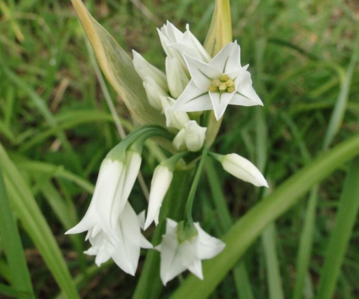 Allium Triquetrum L'ail à 3 Angles