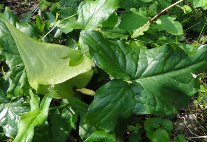 Arum Maculatum Le Gouet