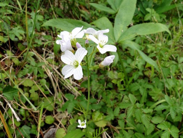 Cardamine Pratensis La Cardamine Des Près