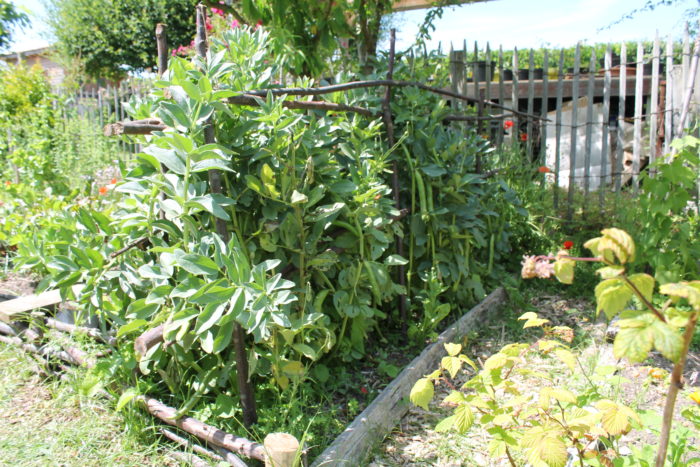 Les Rendez Vous Du Petit Potager (3)