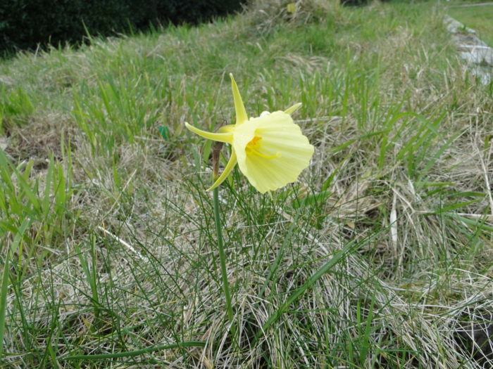 Narcissus Bulbocodium La Trompette De Méduse