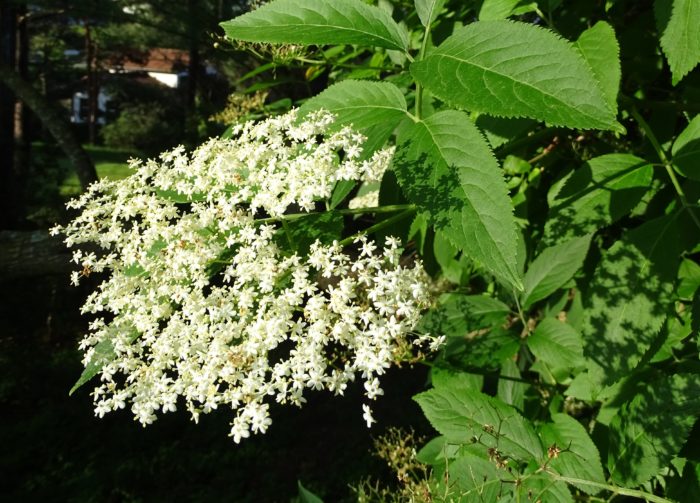 Sureau Noir Sambucus Nigra L.retaillé