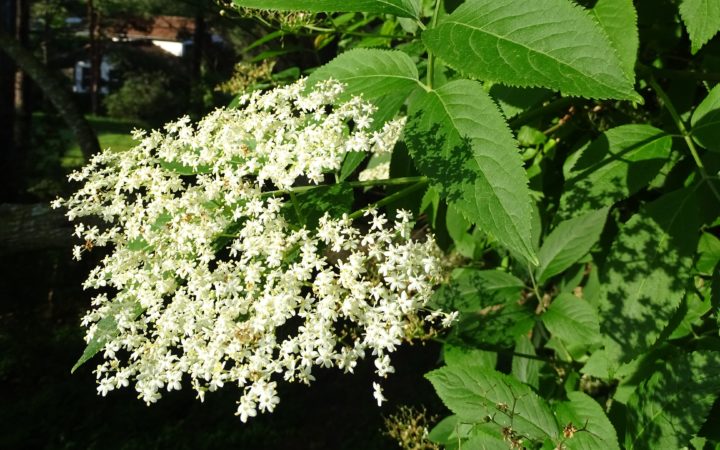 Sureau Noir Sambucus Nigra L.retaillé