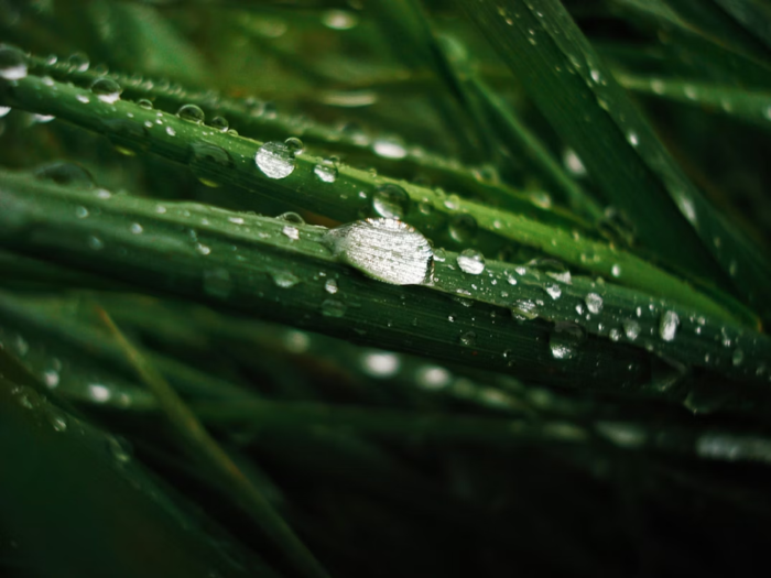Eau De Pluie