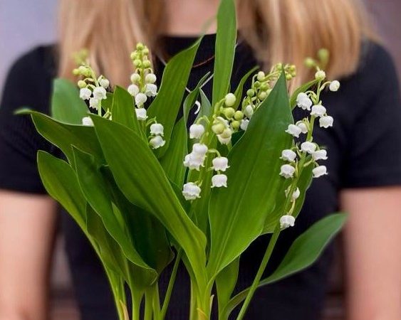 2024 04 29 Muguet Cedre Bleu 1 Retaillée