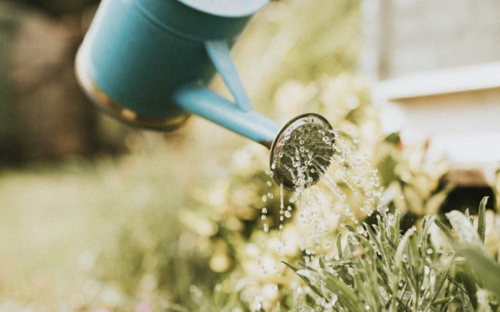 Woman Gardener Watering Plant In Garden